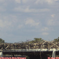 15_20-mast.jpg