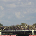 15_25-mast.jpg