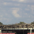 15_35-mast.jpg