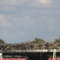 15_45-mast.jpg