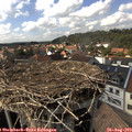 15_45-nest.jpg