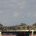 15_50-mast.jpg