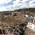 15_50-nest.jpg