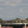 15_55-mast.jpg