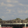 16_00-mast.jpg