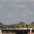16_10-mast.jpg