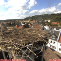 16_20-nest.jpg