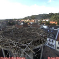 16_35-nest.jpg