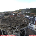 16_40-nest.jpg
