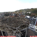 16_50-nest.jpg