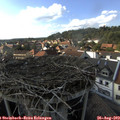 16_55-nest.jpg