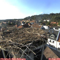 17_25-nest.jpg