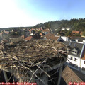 17_30-nest.jpg