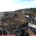 18_25-nest.jpg