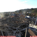 19_05-nest.jpg