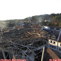 19_20-nest.jpg