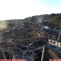 19_30-nest.jpg
