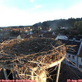 06_50-nest.jpg
