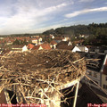 09_00-nest.jpg