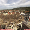 10_35-nest.jpg