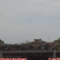 11_20-mast.jpg