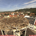 11_20-nest.jpg