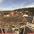 11_30-nest.jpg