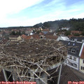 11_50-nest.jpg
