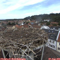 12_00-nest.jpg