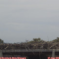 12_10-mast.jpg