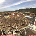 12_10-nest.jpg