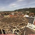 12_35-nest.jpg