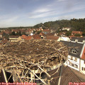 12_40-nest.jpg