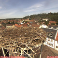 12_45-nest.jpg