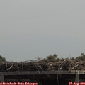 12_50-mast.jpg