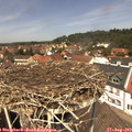 12_50-nest.jpg