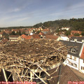 12_55-nest.jpg