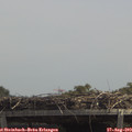 13_00-mast.jpg