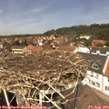 13_00-nest.jpg
