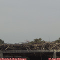 13_10-mast.jpg