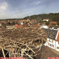 13_10-nest.jpg