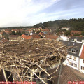 13_30-nest.jpg