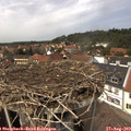 13_50-nest.jpg