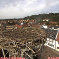 14_00-nest.jpg