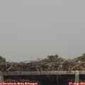 14_20-mast.jpg