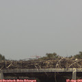 14_30-mast.jpg