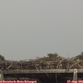 14_50-mast.jpg