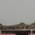 15_00-mast.jpg