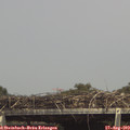 15_20-mast.jpg