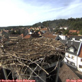 16_40-nest.jpg